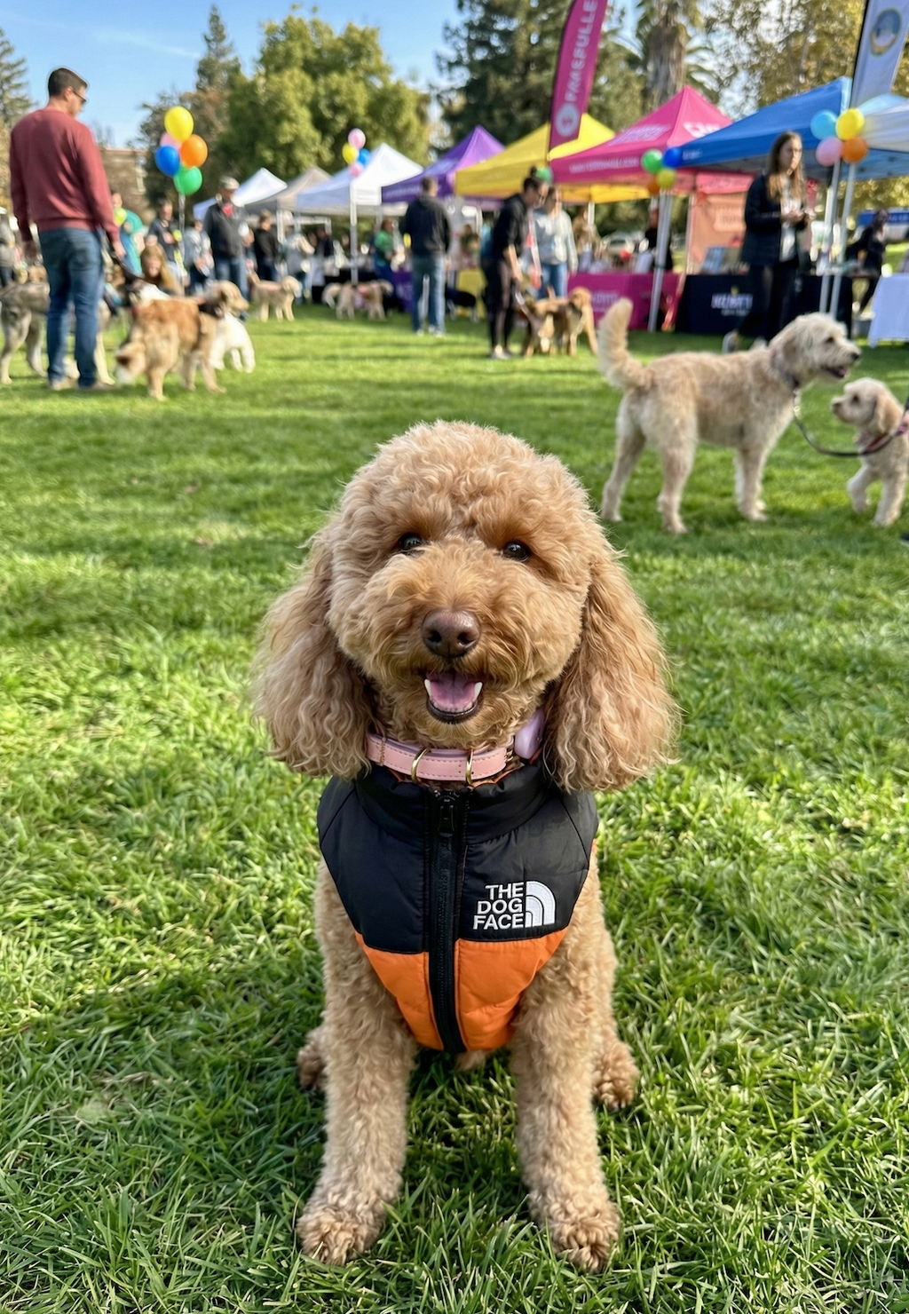 Luxury Feather Down Jacket for Dogs