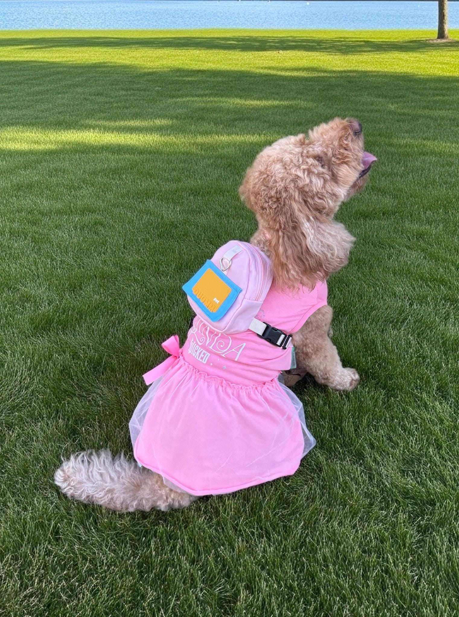 Adventure Dog Backpack Harness
