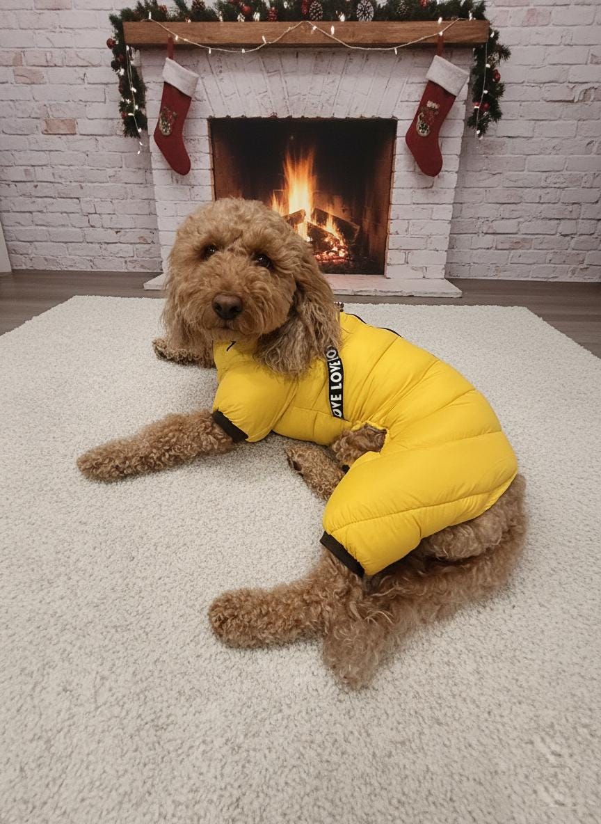 Waterproof Winter Dog Jacket, with Harness